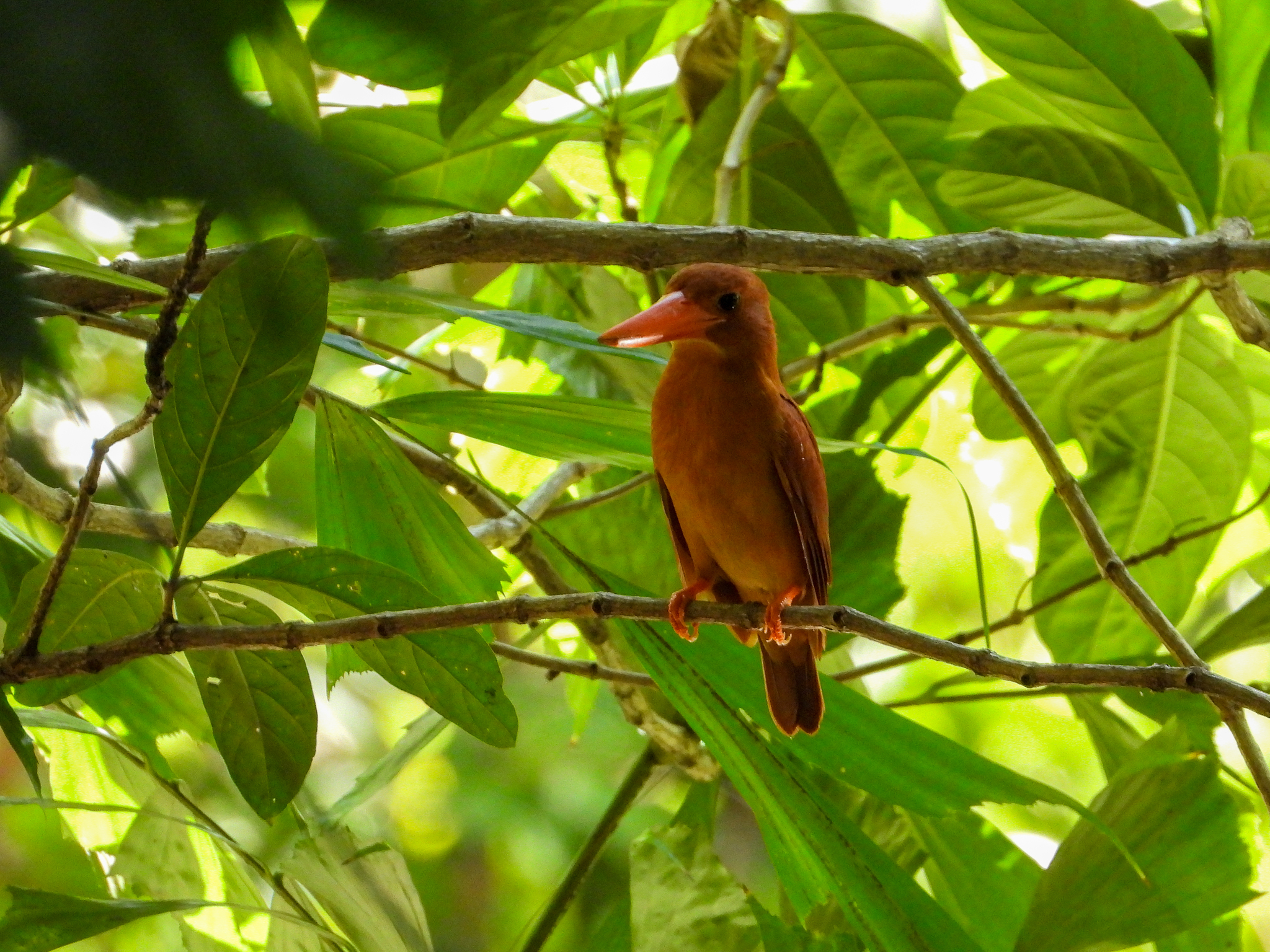 Ruddy Kingfisher (Halcyon coromanda), photo 3