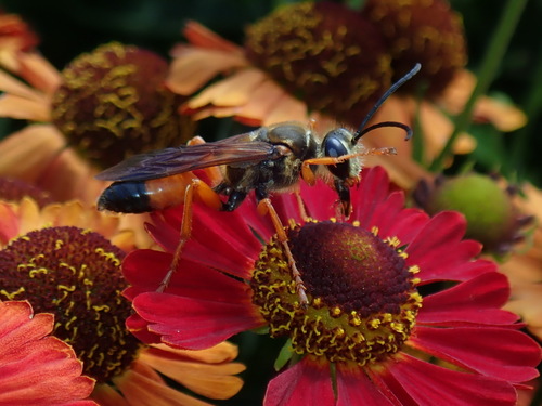Great Golden Digger Wasp, High Park-Swansea, Toronto, ON, Canada, photo 7 of 10