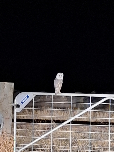 Eastern Barn Owl
