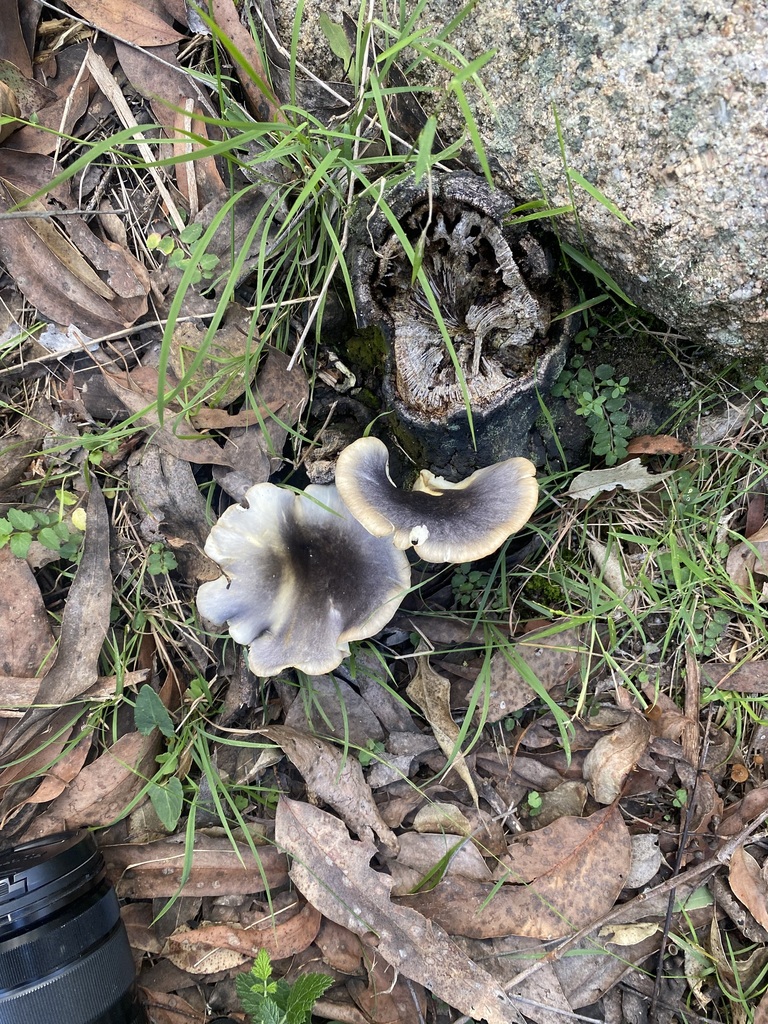 Omphalotus nidiformis · April 2025 · photo: © farmerfox_1 (iNaturalist, cc-by)