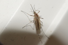 Aedes dorsalis