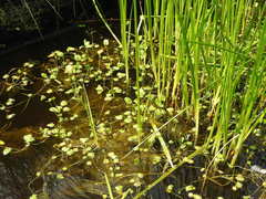 Ranunculus hydrocharoides