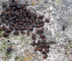 Cerastipsocus trifasciatus