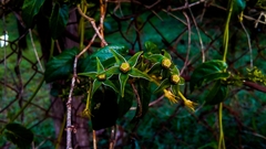 Gonolobus breedlovei