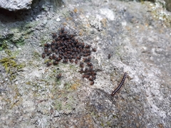 Cerastipsocus trifasciatus