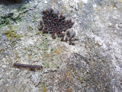 Cerastipsocus trifasciatus