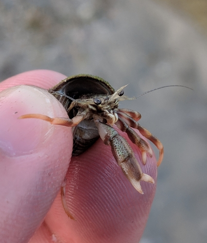 Long-claw Hermit Crab, photo 7 of 7