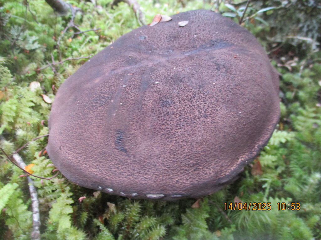 Tylopilus formosus · April 2025 · photo: © edmonds5 (iNaturalist, cc-by)