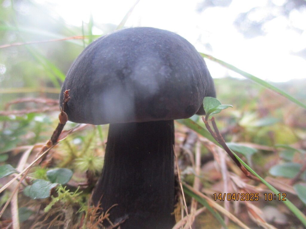 Tylopilus formosus · April 2025 · photo: © edmonds5 (iNaturalist, cc-by)