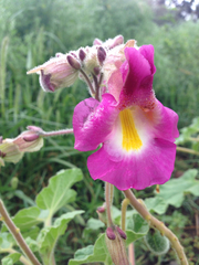 Proboscidea louisianica fragrans