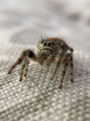 Phidippus adumbratus