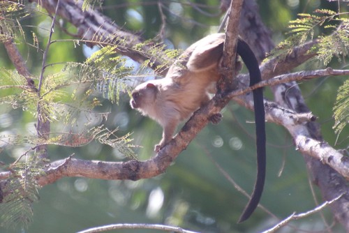 Black-tailed Marmoset