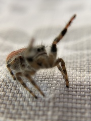 Phidippus adumbratus