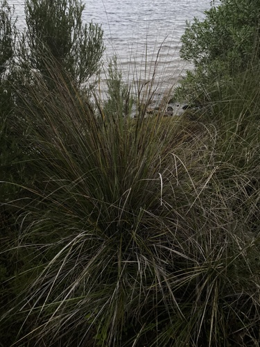 Gahnia filum, photograph 2