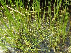 Ranunculus hydrocharoides