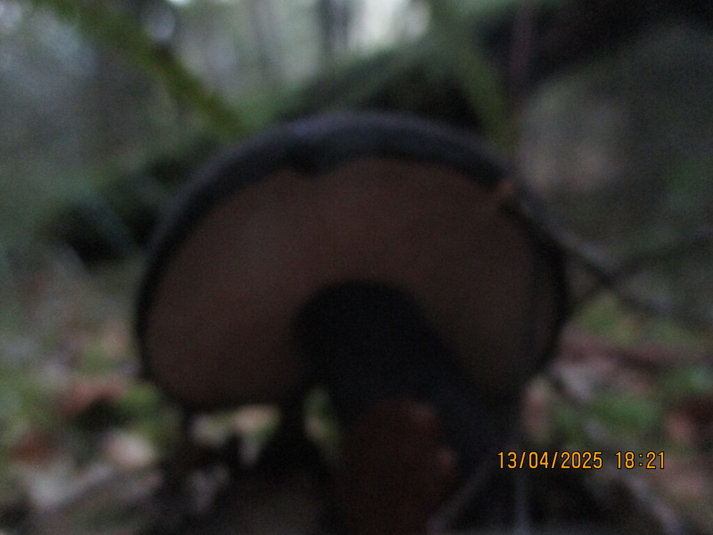 Tylopilus formosus · April 2025 · photo: © edmonds5 (iNaturalist, cc-by)