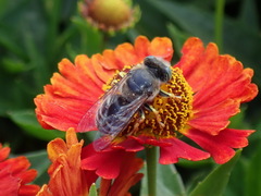 Bembix americana spinolae