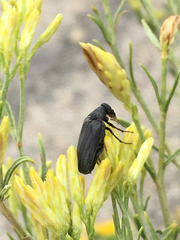 Ptilophorus wrightii