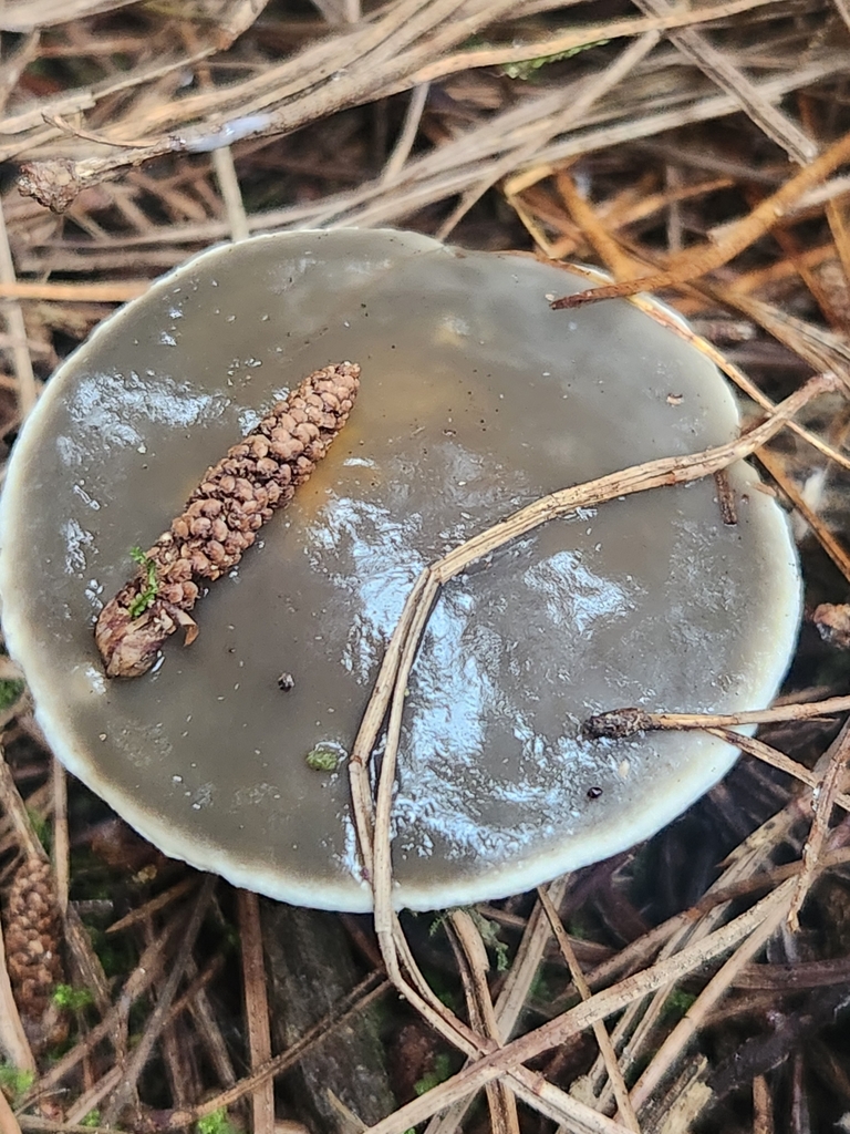 Suillus pungens · April 2025 · photo: © caroline1426 (iNaturalist, CC)