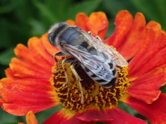 Bembix americana spinolae