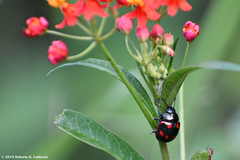 Labidomera suturella