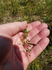 Rhynchosia cytisoides