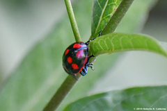 Labidomera suturella