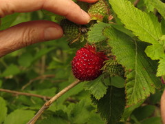 Rubus hawaiensis