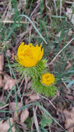 Spring Adonis