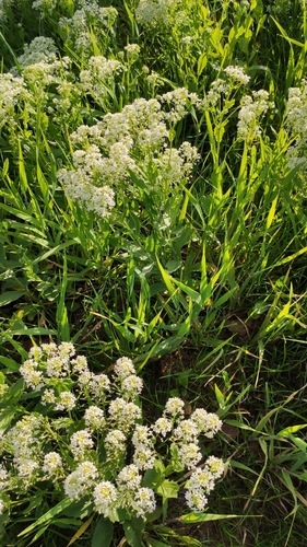 Lepidium draba iNat (3)