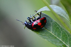 Labidomera suturella