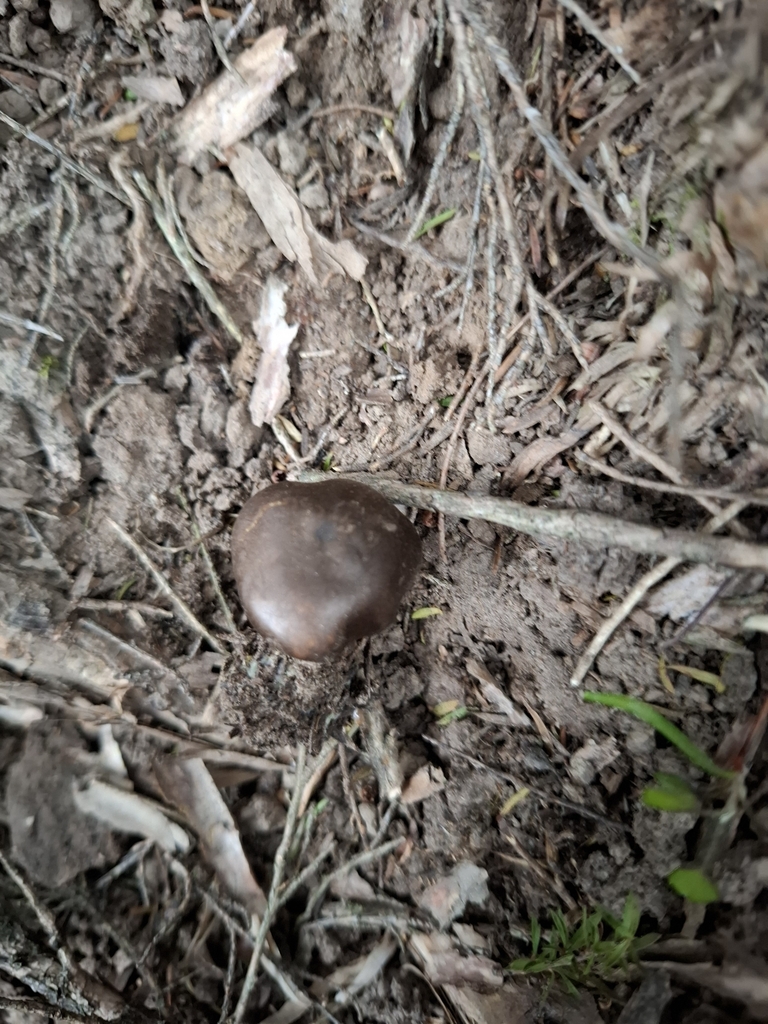 Cortinarius persplendidus · April 2025 · photo: © armillariabianca (iNaturalist, cc0)