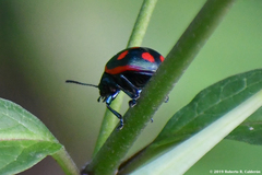 Labidomera suturella