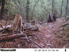 Puma concolor couguar