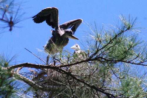 Great Blue Heron photographed in Alabama