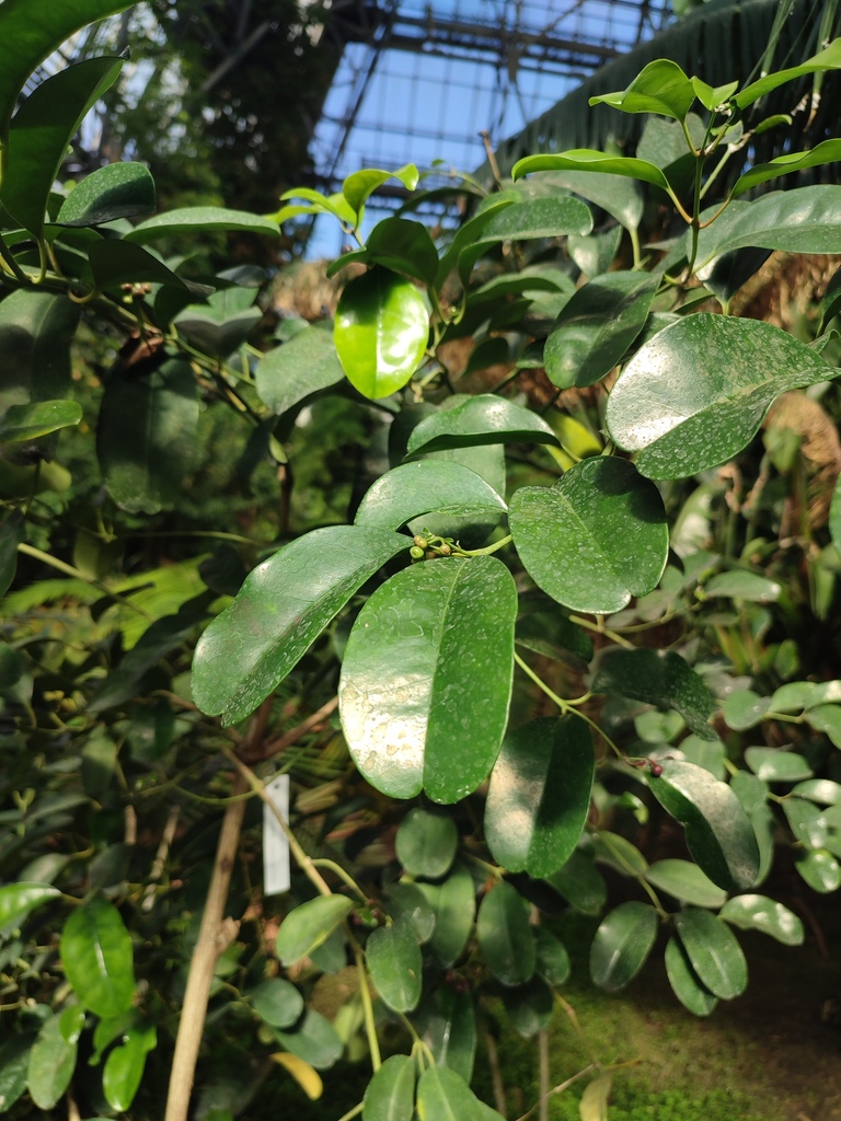 Tambourissa parvifolia