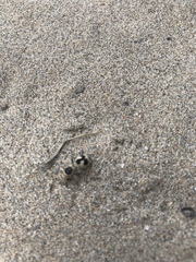 Dasymutilla arachnoides