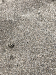 Dasymutilla arachnoides