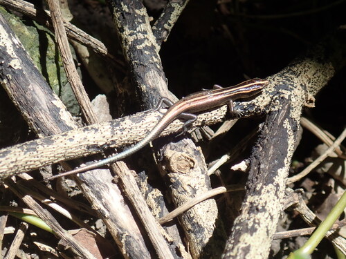 Azure-tailed Skink, Emoia impar