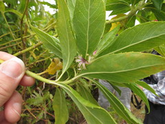 Scaevola gaudichaudiana