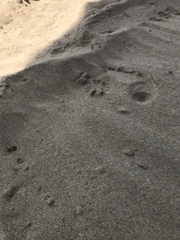 Dasymutilla arachnoides