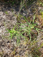 Euphorbia floridana