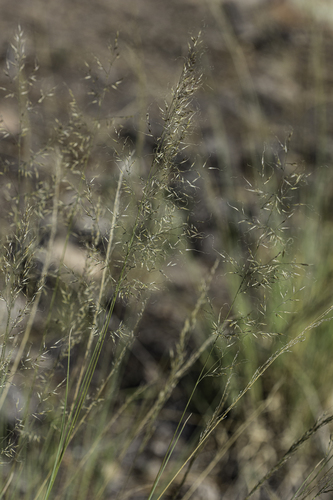 Mountain muhly (Muhlenbergia montana)