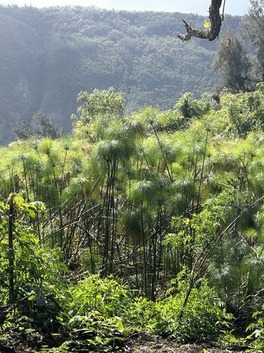 Cyperus papyrus observed 2025-04-13