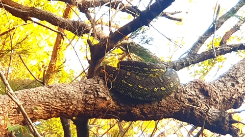 Diamond Python sighting