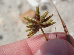 Cyperus grayi