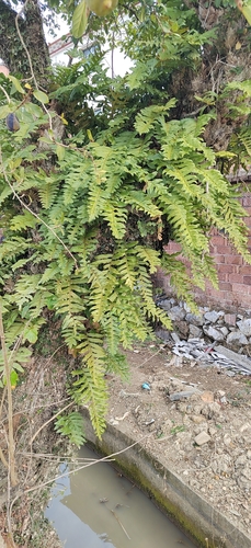 Drynaria roosii