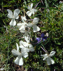 Viola corsica