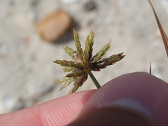 Cyperus grayi