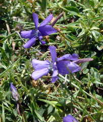 Viola corsica